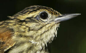 Rufous-tailed Xenops