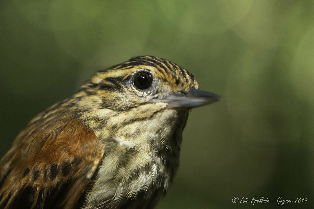 Rufous-tailed Xenops