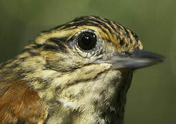 Rufous-tailed Xenops