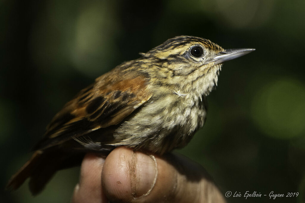 Rufous-tailed Xenops