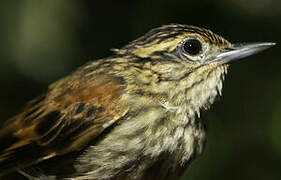 Rufous-tailed Xenops