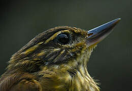 Amazonian Plain Xenops