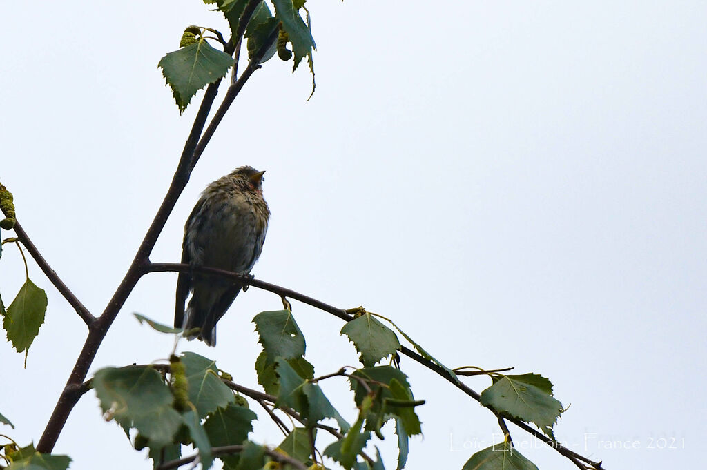 Common Redpoll