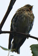 Common Redpoll