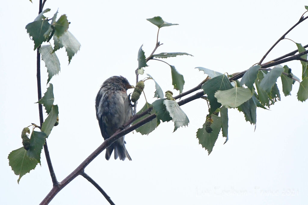 Common Redpoll