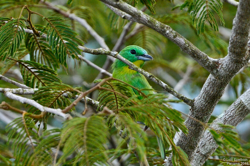 Green Shrike-Vireo