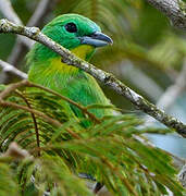 Green Shrike-Vireo