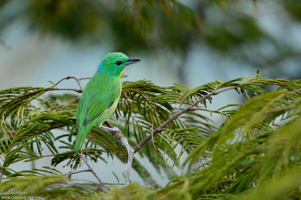 Green Shrike-Vireoadult