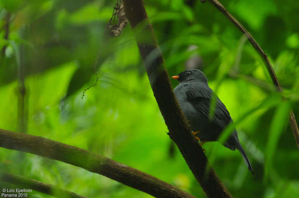 Black-faced Solitaire