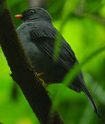 Black-faced Solitaire