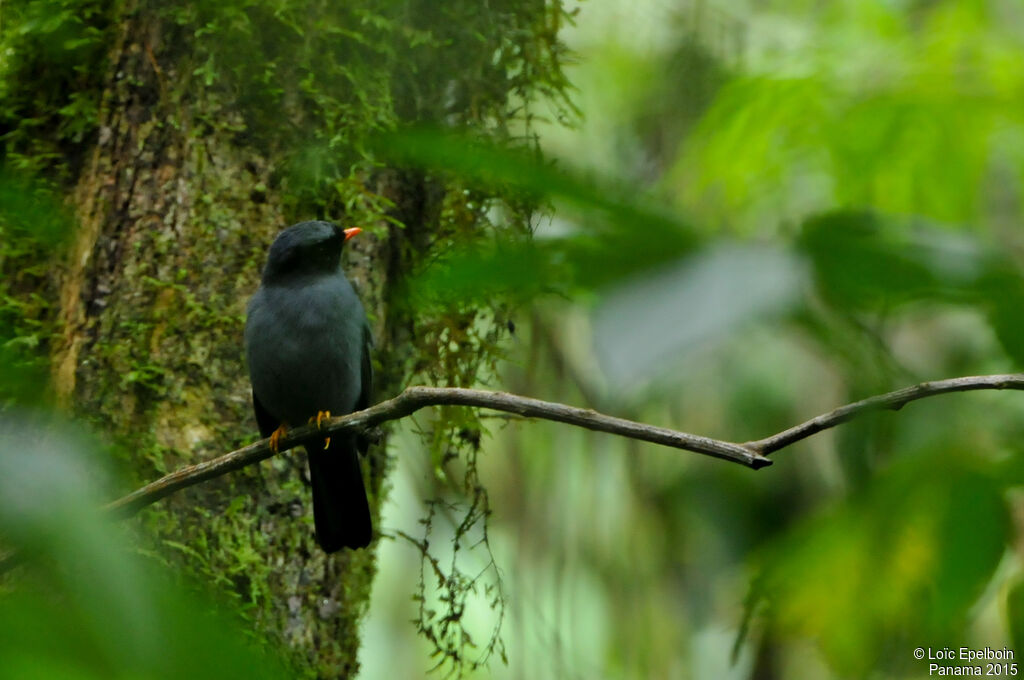 Black-faced Solitaire