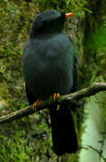 Black-faced Solitaire