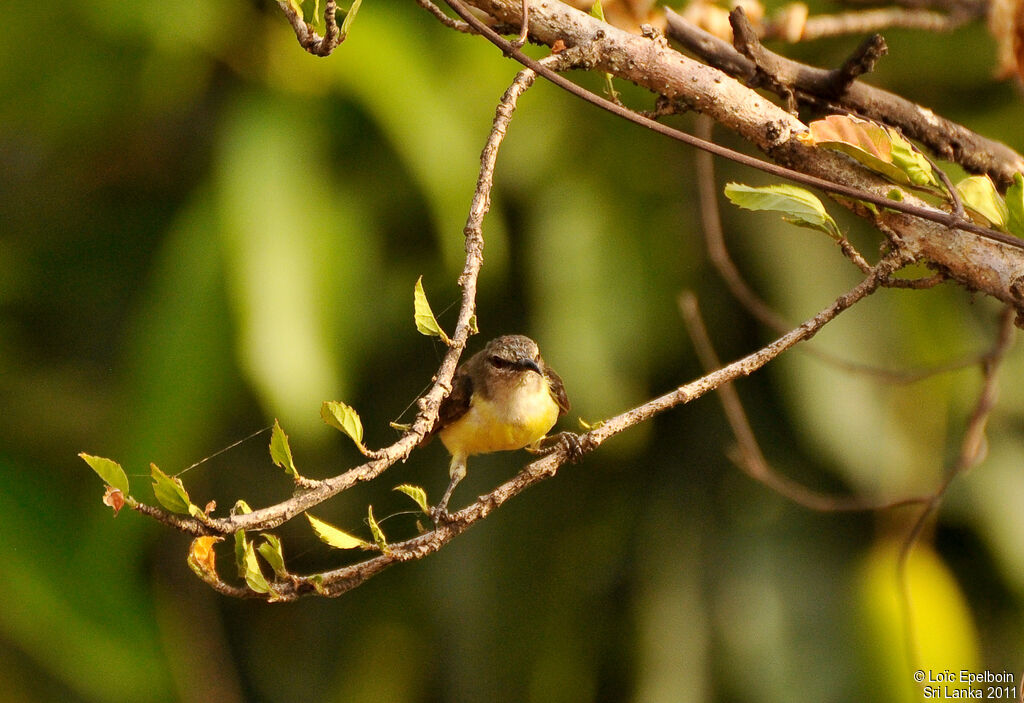 Purple-rumped Sunbird