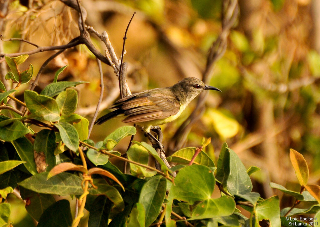 Purple-rumped Sunbird