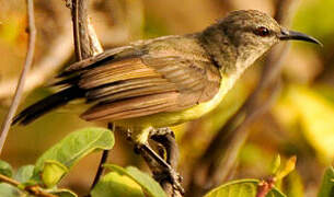 Purple-rumped Sunbird