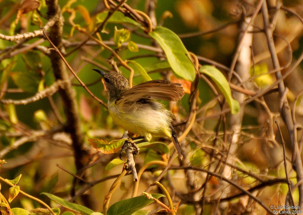 Purple-rumped Sunbird