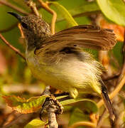 Purple-rumped Sunbird