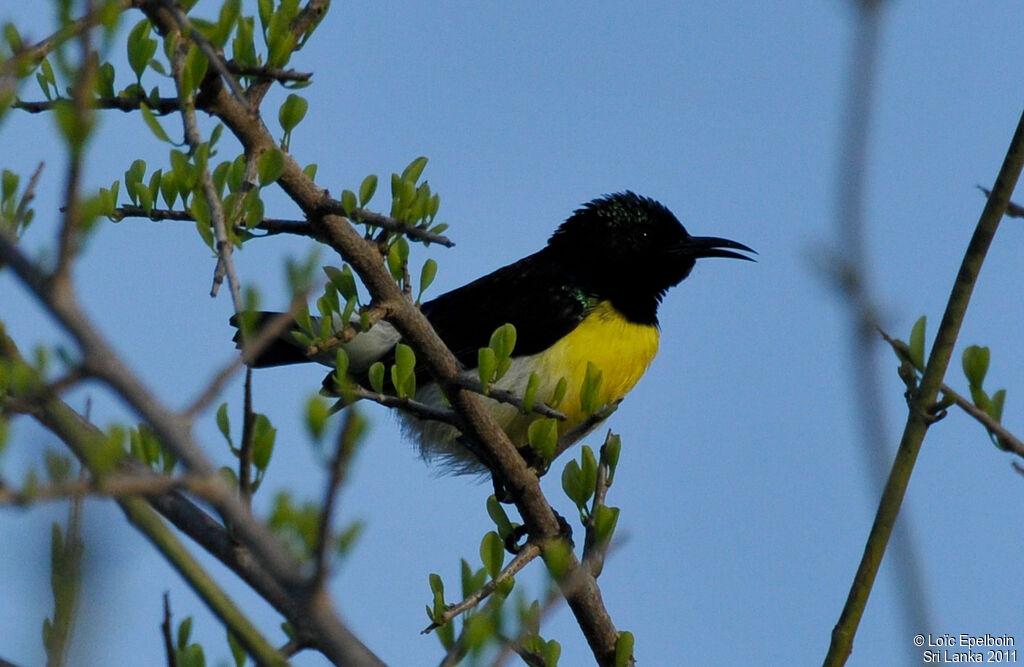 Purple-rumped Sunbird