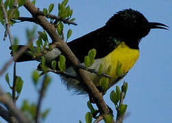 Purple-rumped Sunbird