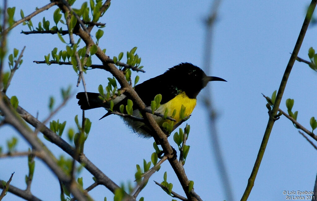 Purple-rumped Sunbird