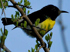 Purple-rumped Sunbird