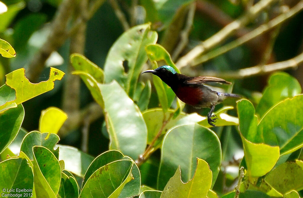 Van Hasselt's Sunbird