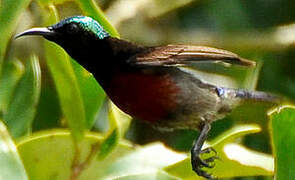 Van Hasselt's Sunbird