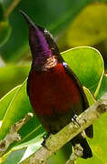 Van Hasselt's Sunbird