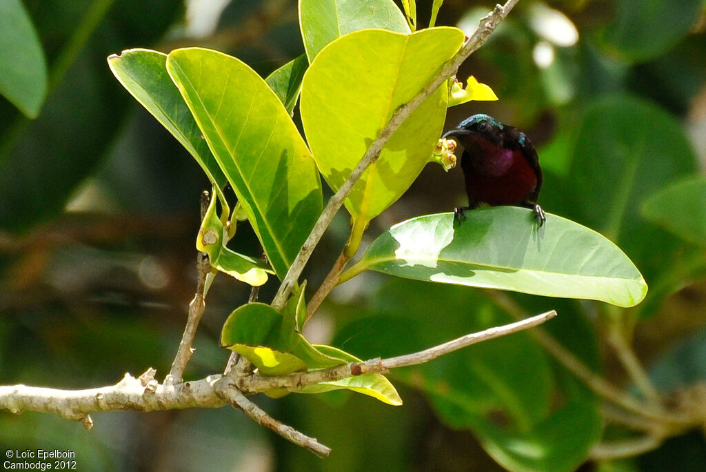 Van Hasselt's Sunbird