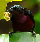 Van Hasselt's Sunbird