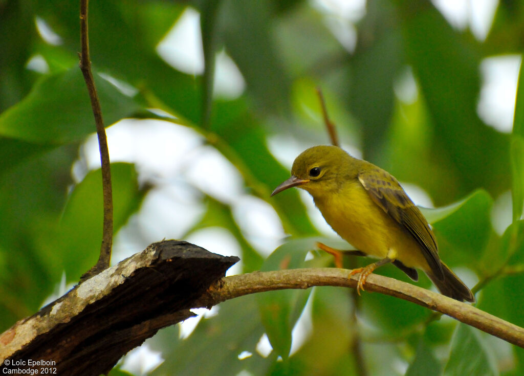 Brown-throated Sunbird