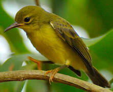 Brown-throated Sunbird