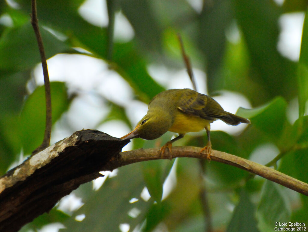 Brown-throated Sunbird