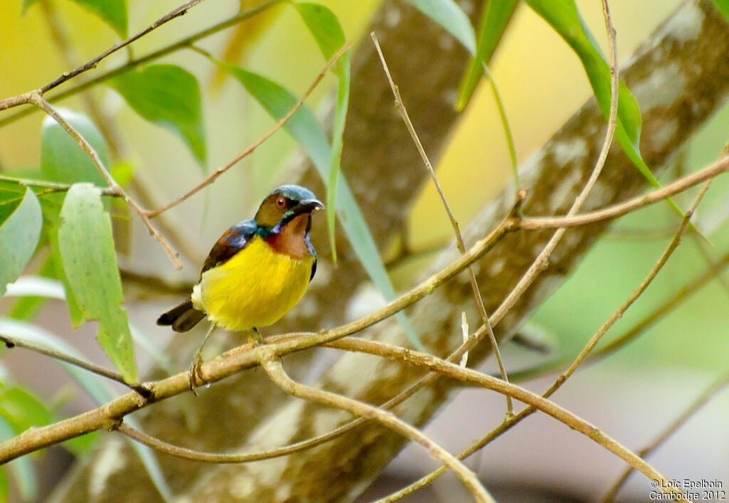 Brown-throated Sunbird