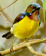 Brown-throated Sunbird