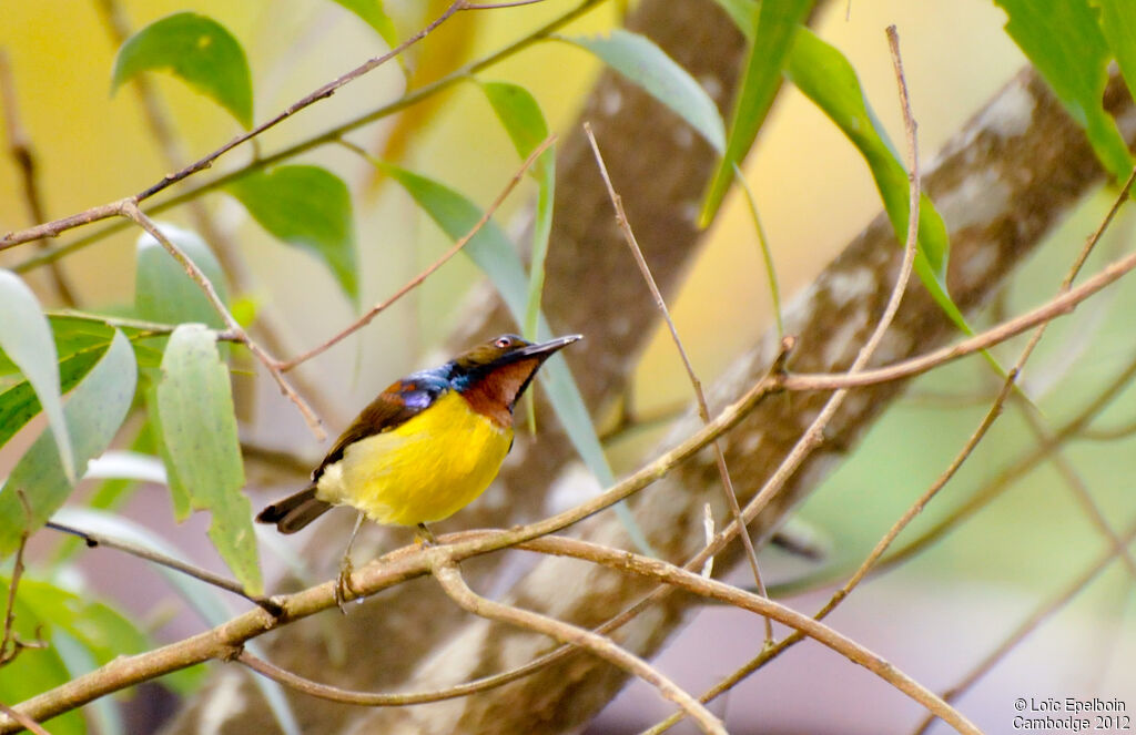 Brown-throated Sunbird