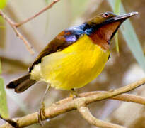 Brown-throated Sunbird