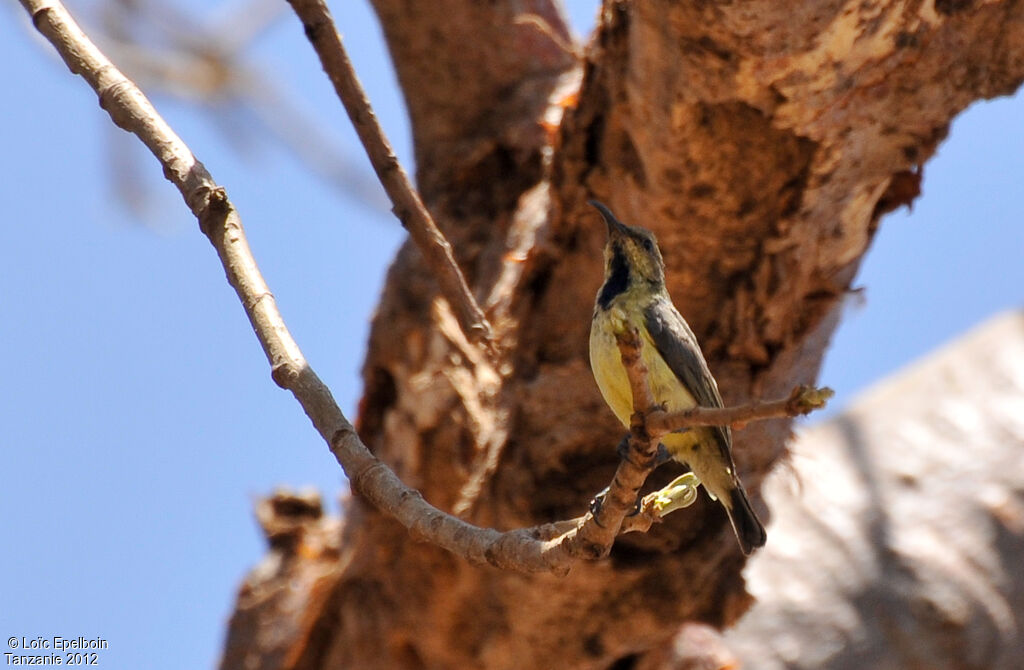 Variable Sunbird