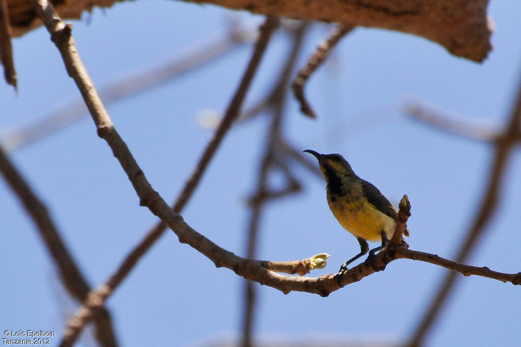 Variable Sunbird