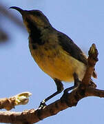 Variable Sunbird