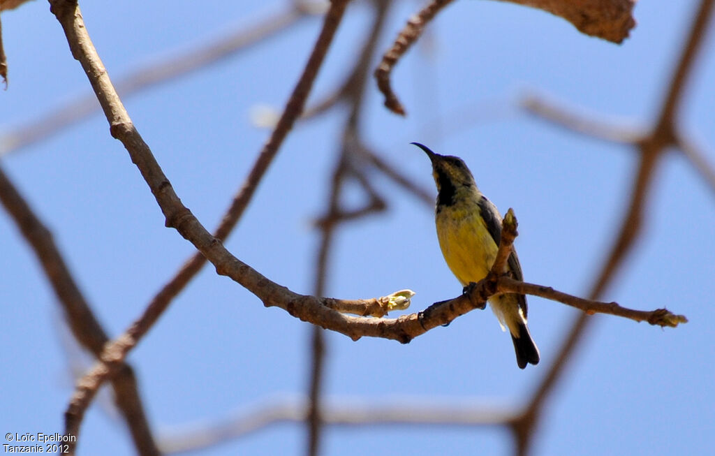 Variable Sunbird