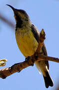 Variable Sunbird