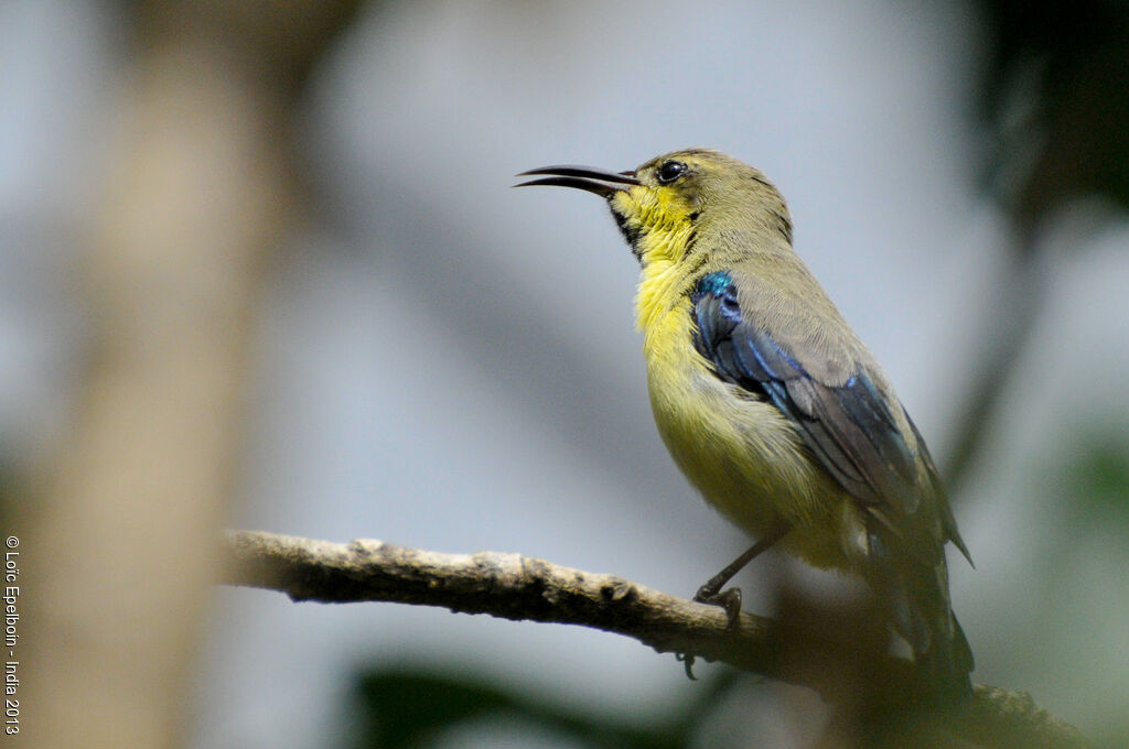 Purple Sunbird