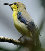 Purple Sunbird