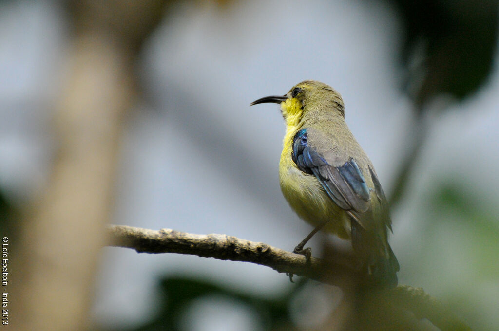 Purple Sunbird