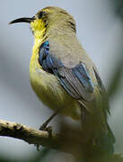 Purple Sunbird