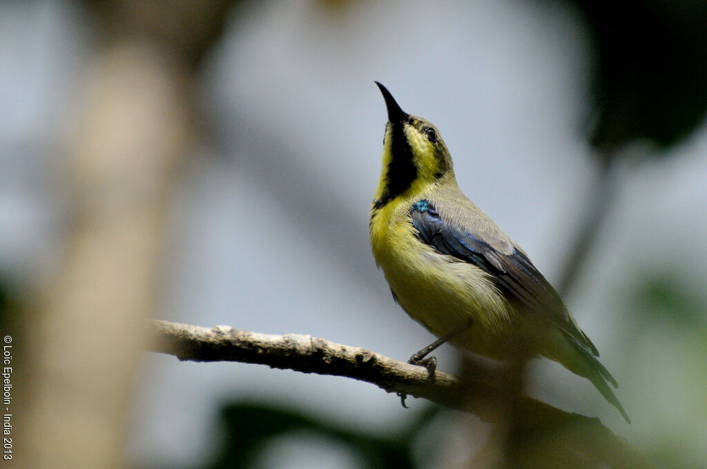 Purple Sunbird