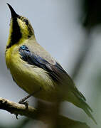 Purple Sunbird