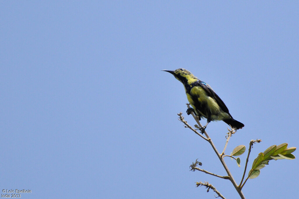 Purple Sunbird