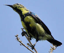 Purple Sunbird